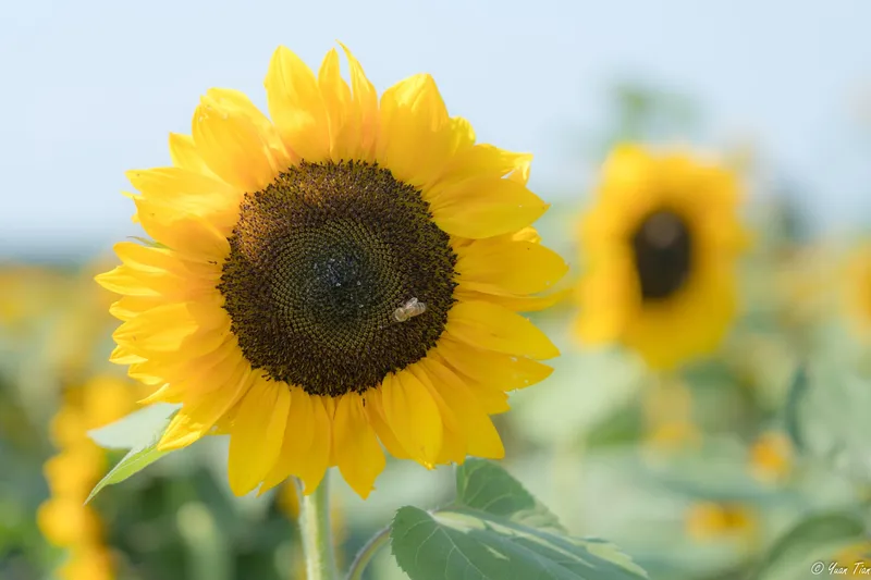Honeybee on a sunflower in full bloom, with a field of sunflowers blurred behind