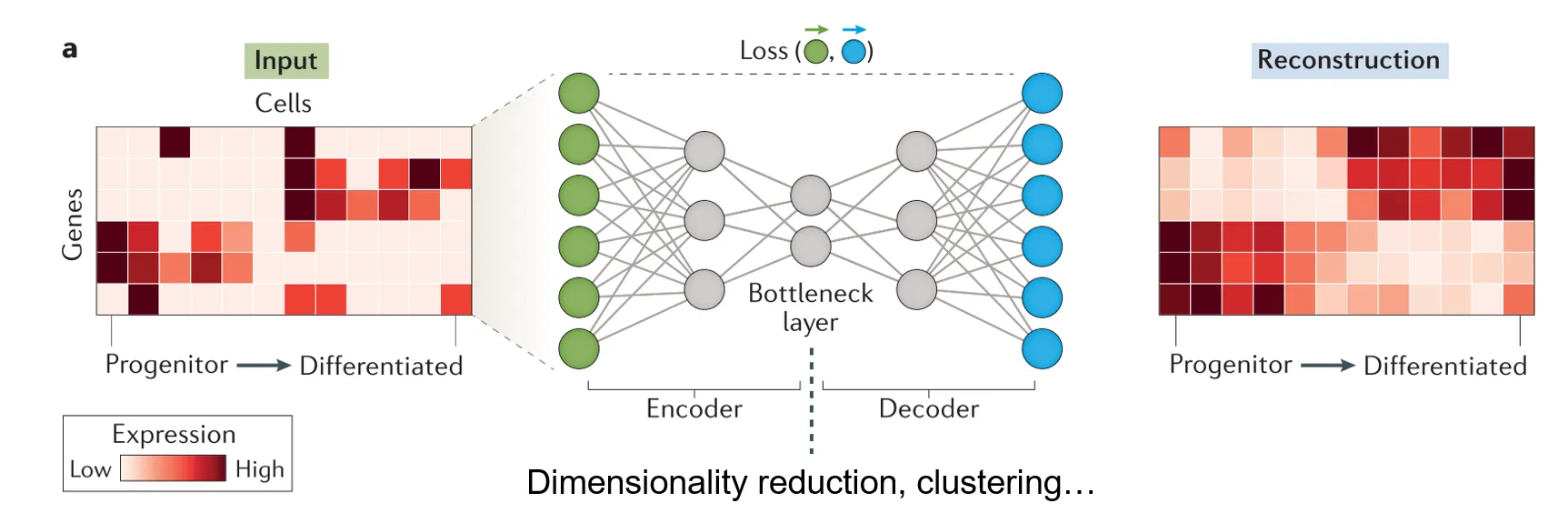 Schematic of an autoencoder