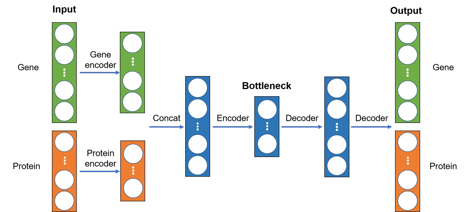 Autoencoder architecture for CITE-seq data