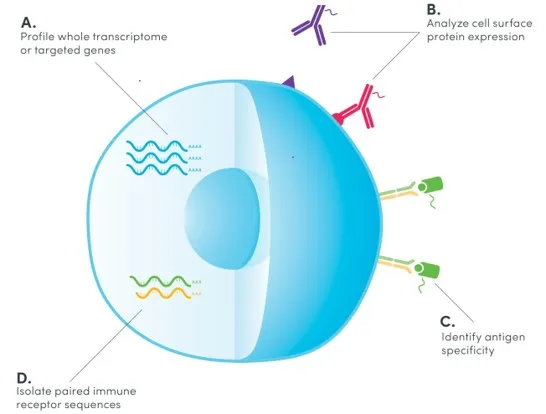 Overview of CITE-seq