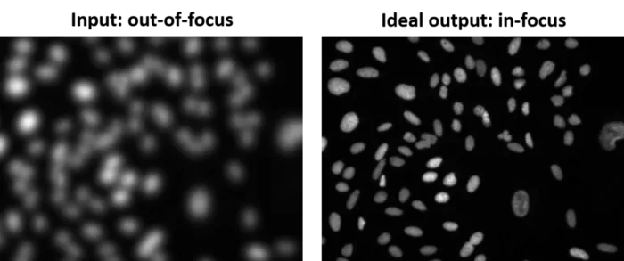 In-focus and out-of-focus microscopy images side by side