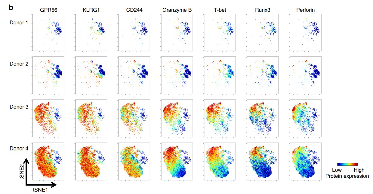 The expression of CD45RA is generally associated with naive T cells. However, a subset of effector memory T cells re-expresses CD45RA (termed TEMRA) after antigenic stimulation with unknown molecular characteristics and functions. CD4 TEMRA cells have been implicated in protective immunity against pathogens such as dengue virus (DENV). Here we show that not only the frequency but also the phenotype of CD4 TEMRA cells are heterogeneous between individuals. These cells can be subdivided into two major subsets based on the expression of the adhesion G protein-coupled receptor GPR56, and GPR56+ TEMRA cells display a transcriptional and proteomic program with cytotoxic features that is distinct from effector memory T cells. Moreover, GPR56+ TEMRA cells have higher levels of clonal expansion and contain the majority of virus-specific TEMRA cells. Overall, this study reveals the heterogeneity of CD4 TEMRA cells and provides insights into T-cell responses against DENV and other viral pathogens. /publications/cd4-temra/featured-image.jpg