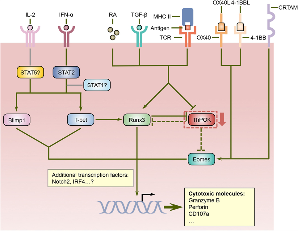 Dengue virus (DENV) has spread through most tropical and subtropical areas of the world and represents a serious public health problem. The control of DENV infection has not yet been fully successful due to lack of effective therapeutics or vaccines. Nevertheless, a better understanding of the immune responses against DENV infection may reveal new strategies for eliciting and improving antiviral immunity. T cells provide protective immunity against various viral infections by generating effector cells that cooperate to eliminate antigens and memory cells that can survive for long periods with enhanced abilities to control recurring pathogens. Following activation, CD8 T cells can migrate to sites of infection and kill infected cells, whereas CD4 T cells contribute to the elimination of pathogens by trafficking to infected tissues and providing help to innate immune responses, B cells, as well as CD8 T cells. However, it is now evident that CD4 T cells can also perform cytotoxic functions and induce the apoptosis of target cells. Importantly, accumulating studies demonstrate that cytotoxic CD4 T cells develop following DENV infections and may play a crucial role in protecting the host from severe dengue disease. We review our current understanding of the differentiation and function of cytotoxic CD4 T cells, with a focus on DENV infection, and discuss the potential of harnessing these cells for the prevention and treatment of DENV infection and disease. /publications/cytotoxic-review/featured-image.jpg