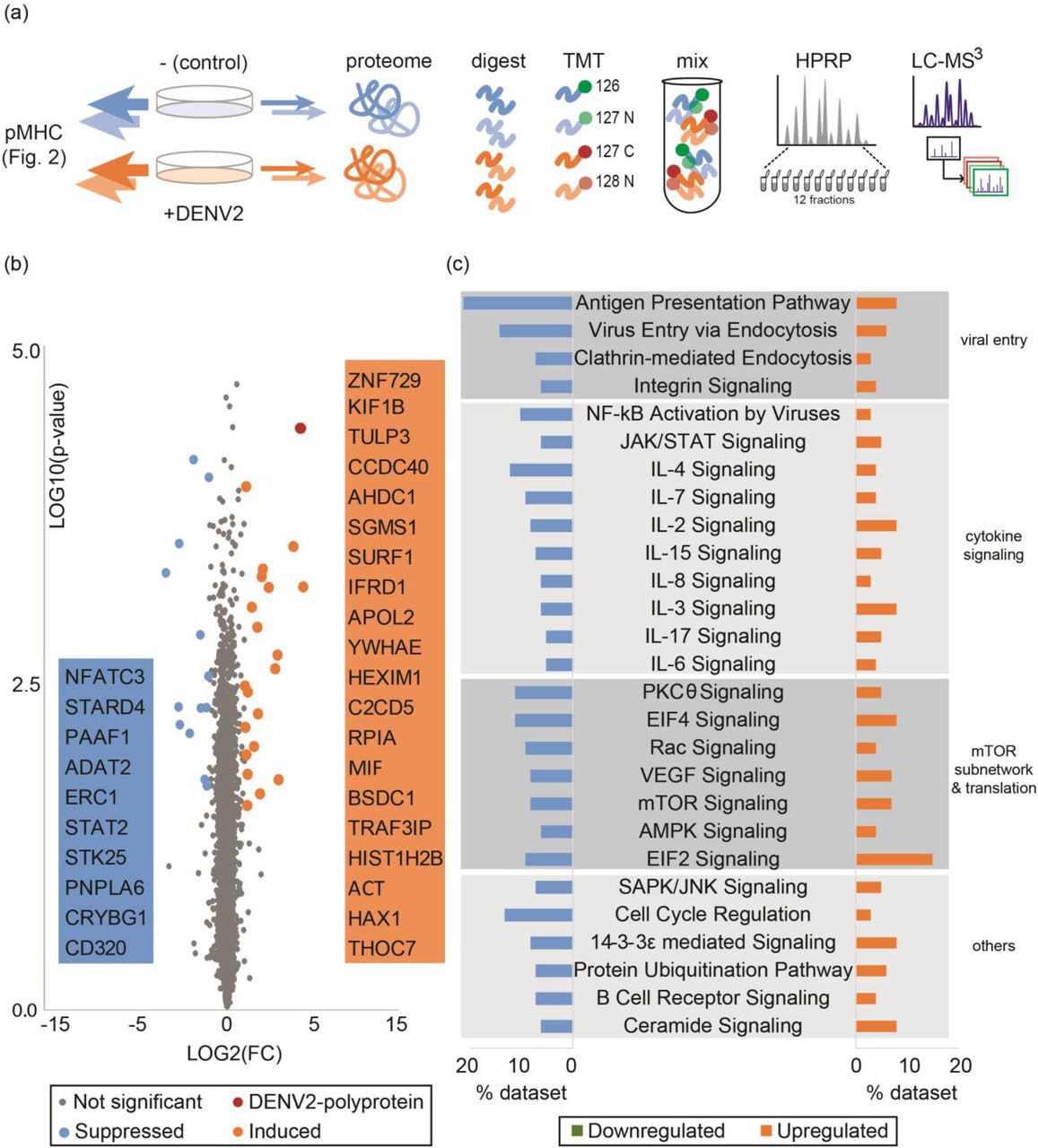 Broadly effective vaccines against dengue virus (DENV) infection have remained elusive, despite rising infection rates in the developing world. Infection-specific peptide ligands presented on Major Histocompatibility Complexes (MHC) open new avenues for developing T-cell-based interventions. Past efforts towards mapping viral MHC epitopes were based on computational predictions that only partially reflected actual antigen presentation. To empirically identify DENV-specific MHC ligands, we developed an immuno-proteomics approach for interrogating DENV- and self-derived MHC ligands from infected B-lymphocytes. Here, we report four fundamental findings: First, over 700 infection-specific MHC-ligands reflected host cellular responses to DENV that were not apparent from the proteome. Second, we report 121 viral MHC-I ligands (108 novel) which clustered into discrete hotspots across the DENV polyprotein, some of which spanned DENV polyprotein components, described here as MHC ligands for the first time. Third, we found DENV ligands which were distinctly presented by MHC alleles previously associated with either high or low anti-DENV response. Fourth, we demonstrate that while our in vitro assay only overlapped with a small fraction of previously described DENV T-cell epitopes, several novel MHC ligands identified here were recognized by T-cells from DENV-infected patients despite having low binding affinities. Together, these discoveries suggest that virus and host-derived MHC ligands have under-exploited potential for describing the cell biology of DENV infection, and as candidates for designing effective DENV vaccines. /publications/dengue-antigens/featured-image.jpg