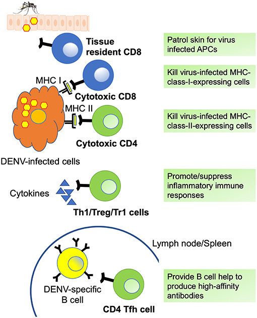 DENV is a major public health problem worldwide, thus underlining the overall significance of the proposed Program. The four dengue virus (DENV) serotypes (1-4) cause the most common mosquito-borne viral disease of humans, with 3 billion people at risk for infection and up to 100 million cases each year, most often affecting children. The protective role of T cells during viral infection is well established. Generally, CD8 T cells can control viral infection through several mechanisms, including direct cytotoxicity and production of pro-inflammatory cytokines such as IFN- and TNF-. Similarly, CD4 T cells are thought to control viral infection through multiple mechanisms, including enhancement of B and CD8 T cell responses, production of inflammatory and anti-viral cytokines, cytotoxicity, and promotion of memory responses. To probe the phenotype of virus-specific T cells, epitopes derived from viral sequences need to be known. Here we discuss the identification of CD4 and CD8 T cell epitopes derived from DENV and how these epitopes have been used by researchers to interrogate the phenotype and function of DENV-specific T cell populations. /publications/dengue-review/featured-image.jpg