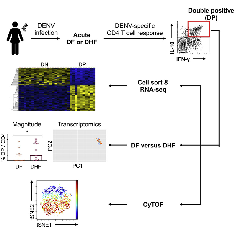 Dengue virus (DENV) can cause diseases ranging from dengue fever (DF) to more severe dengue hemorrhagic fever/dengue shock syndrome (DHF/DSS). Whether antiviral T cells contribute to the protection against or pathogenesis of severe disease is not well defined. Here, we identified antigen-specific IL-10+IFN-γ+ double-positive (DP) CD4 T cells during acute DENV infection. While the transcriptomic signatures of DP cells partially overlapped with those of cytotoxic and type 1 regulatory CD4 T cells, the majority of them were non-cytotoxic/Tr1 and included IL21, IL22, CD109, and CCR1. Although we observed a higher frequency of DP cells in DHF, the transcriptomic profile of DP cells was similar in DF and DHF, suggesting that DHF is not associated with the altered phenotypic or functional attributes of DP cells. Overall, this study revealed a DENV-specific DP cell subset in patients with acute dengue disease and argues against altered DP cells as a determinant of DHF." /publications/dengue_cd4/featured-image.jpg