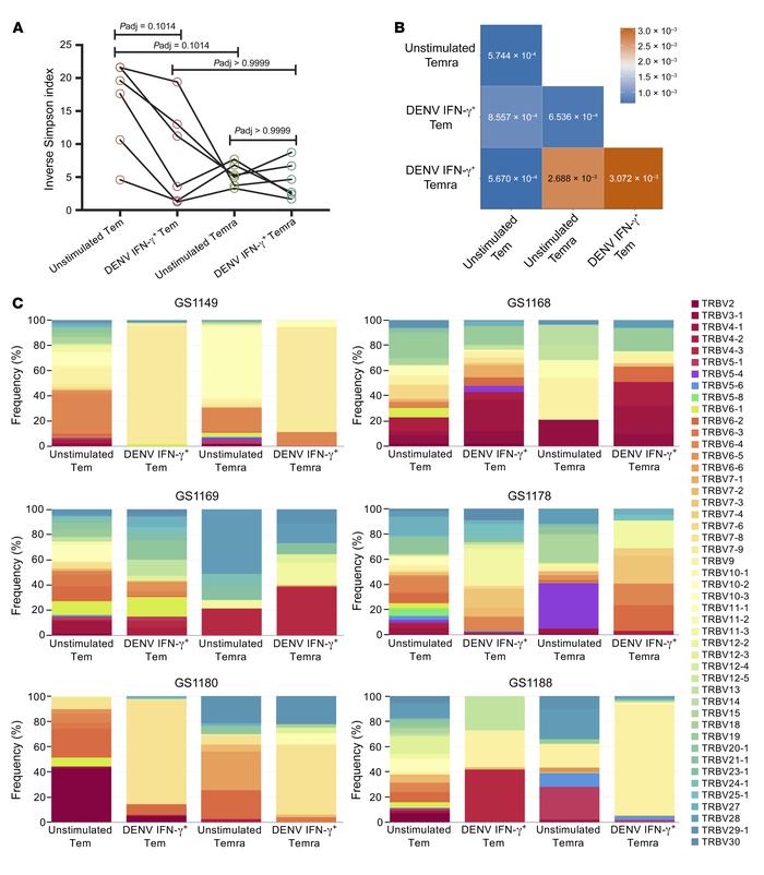 Accumulating evidence demonstrates that CD8+ T cells contribute to protection from severe dengue virus (DENV) disease and vaccine efficacy. Nevertheless, molecular programs associated with DENV-specific CD8+ T cell subsets have not been defined. Here, we studied the transcriptomic profiles of human DENV-specific CD8+ T cells isolated after stimulation with DENV epitopes from donors who had been infected with DENV multiple times and would therefore be expected to have significant levels of adaptive immunity. We found that DENV-specific CD8+ T cells mainly consisted of effector memory subsets, namely CD45RA−CCR7− effector memory (Tem) and CD45RA+CCR7− effector memory re-expressing CD45RA (Temra) cells, which enacted specific gene expression profiles upon stimulation with cognate antigens. DENV-specific CD8+ T cell subsets in general, and Temra cells in particular, were fully activated and polyfunctional, yet associated with relatively narrow transcriptional responses. Furthermore, we found that DENV-specific CD8+ Tem and Temra cells showed some unique T cell receptor features in terms of overlap and variable (V) gene usage. This study provides a transcriptomic definition of DENV-specific activated human CD8+ T cell subsets and defines a benchmark profile that vaccine-specific responses could aim to reproduce. /publications/dengue_cd8/featured-image.jpg