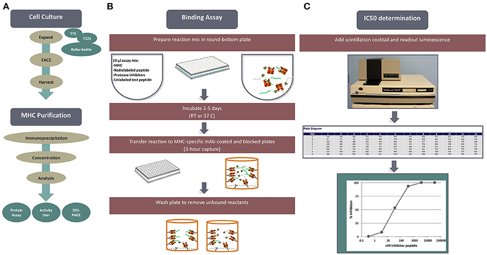 In the present review, we summarize work from our as well as other groups related to the characterization of bacterial T cell epitopes, with a specific focus on two important pathogens, namely, Mycobacterium tuberculosis (Mtb), the bacterium that causes tuberculosis (TB), and Bordetella pertussis (BP), the bacterium that causes whooping cough. Both bacteria and their associated diseases are of large societal significance. Although vaccines exist for both pathogens, their efficacy is incomplete. It is widely thought that defects and/or alteration in T cell compartments are associated with limited vaccine effectiveness. As discussed below, a full genome-wide map was performed in the case of Mtb. For BP, our focus has thus far been on the antigens contained in the acellular vaccine; a full genome-wide screen is in the planning stage. Nevertheless, the sum total of the results in the two different bacterial systems allows us to exemplify approaches and techniques that we believe are generally applicable to the mapping and characterization of human immune responses to bacterial pathogens. Finally, we add, as a disclaimer, that this review by design is focused on the work produced by our laboratory as an illustration of approaches to the study of T cell responses to Mtb and BP, and is not meant to be comprehensive, nor to detract from the excellent work performed by many other groups. /publications/epitope-review/featured-image.jpg