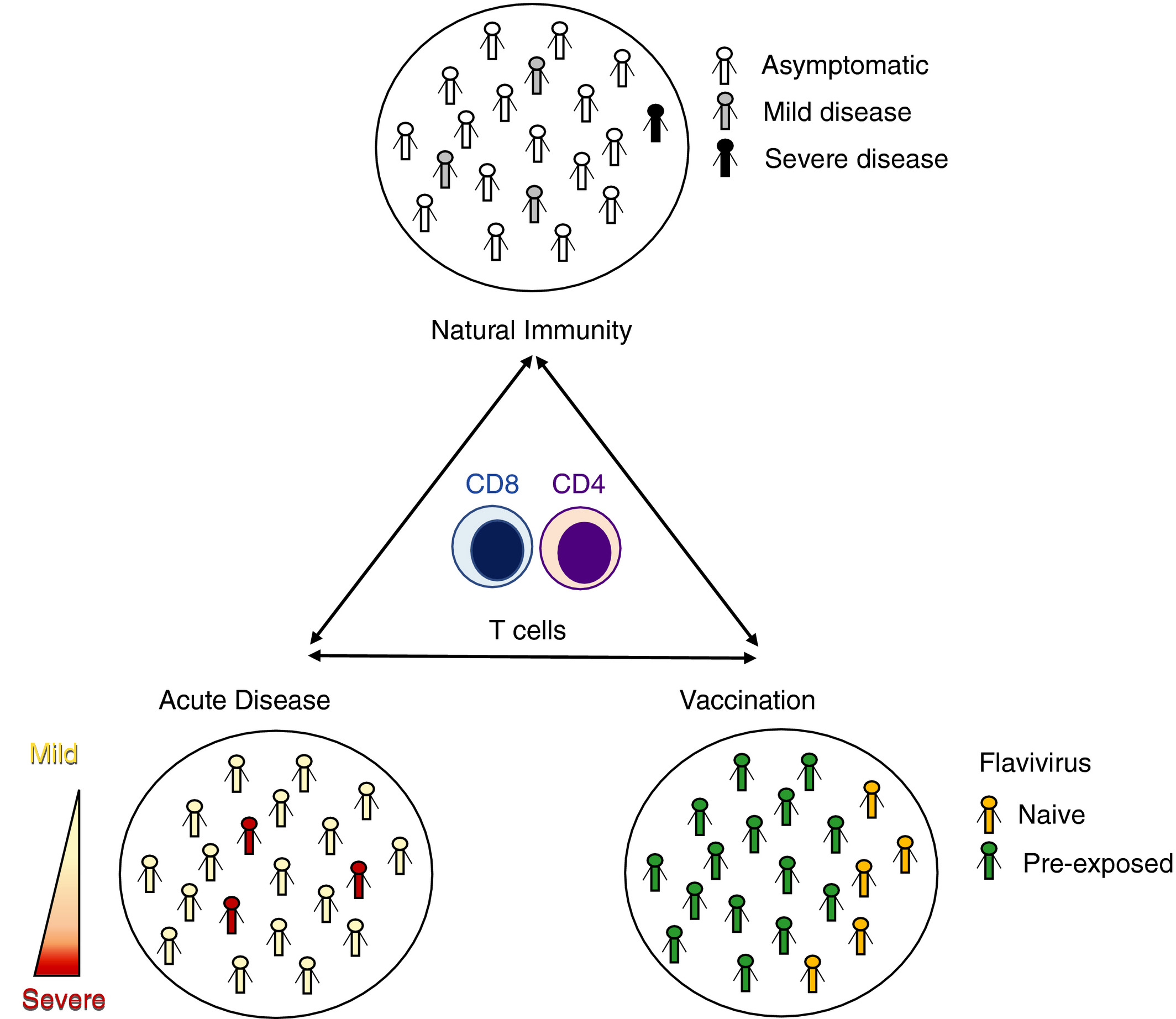 The Flavivirus genus of viruses includes dengue (DENV), Zika (ZIKV), yellow fever (YFV), Japanese encephalitis (JEV), and West Nile (WNV) viruses. Infections with these species combined are prevalent in tropical and sub-tropical areas, affecting millions of people and ranging from asymptomatic to severe forms of the disease. They therefore pose a serious threat to global public health. Several studies imply a role for T cells in the protection but also pathogenesis against the different flavivirus species. Identifying flavivirus-specific T-cell immune profiles and determining how pre-exposure of one species might affect the immune response against subsequent infections from other species is important to further define the role of T cells in the immune response against infection. Understanding the immune profiles of the flavivirus-specific T-cell response in natural infection is important to understand the T-cell response in the context of vaccination. In this review, we summarize the current knowledge on human immune profiles of flavivirus-specific T-cell reactivity, comparing natural infection with the acute form of the disease and vaccination in different flavivirus infections. /publications/flavivirus-review/featured-image.jpg