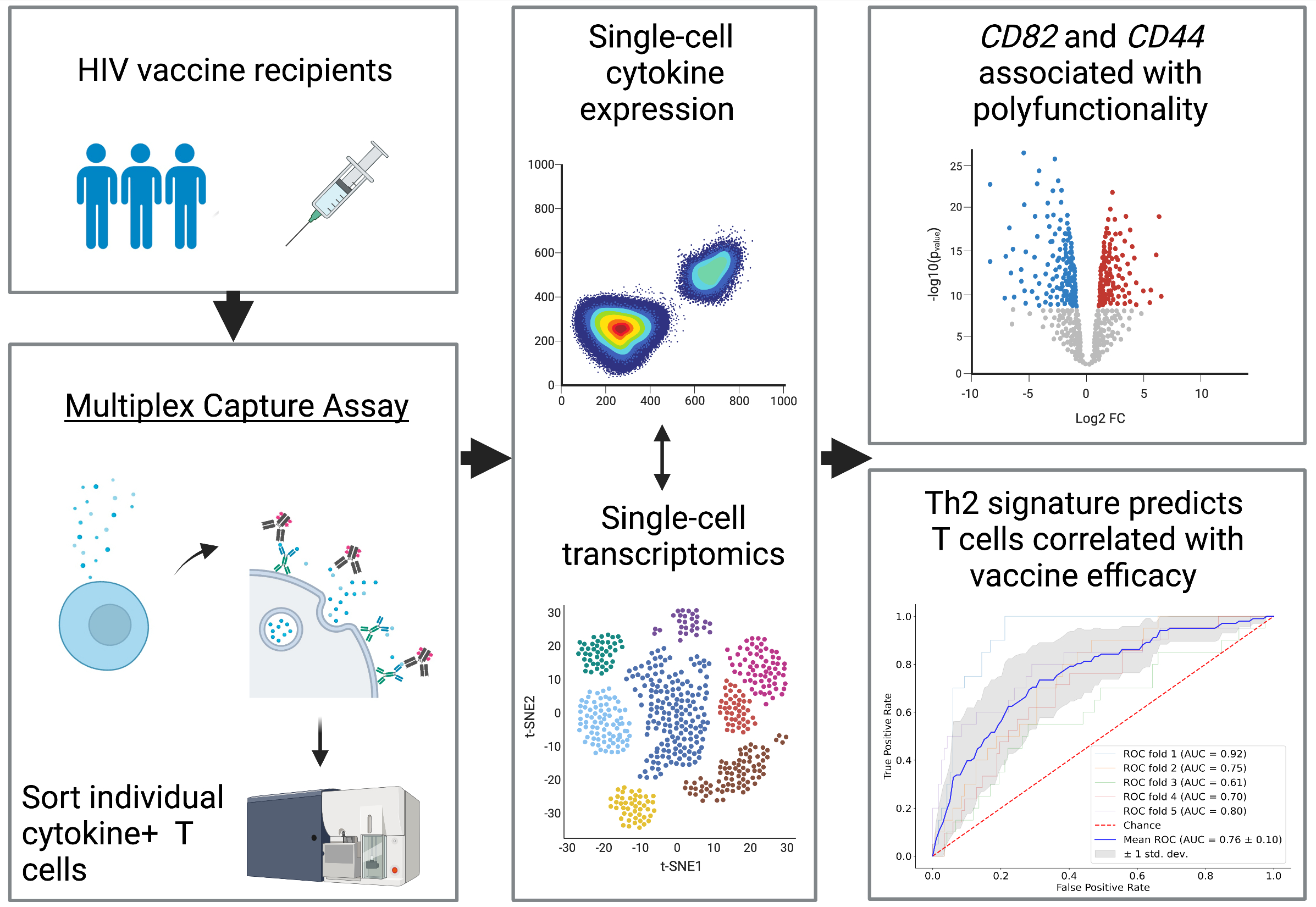 Ag-specific T cells play a critical role in responding to viral infections. In the RV144 HIV vaccine clinical trial, a rare subset of HIV-specific polyfunctional CD4+ T cells correlated with reduced risk of HIV-1 infection. Polyfunctional T cells are a subset of Ag-specific T cells that are able to simultaneously produce multiple effector cytokines. Little is known about what differentiates polyfunctional T cells from other vaccine-elicited T cells in humans. Therefore, we developed a novel live-cell multiplexed cytokine capture assay to identify, isolate, and transcriptionally profile vaccine-specific polyfunctional CD4+ T cells. We applied these methods to samples from subjects who received the RV144 vaccine regimen, as part of the HVTN 097 clinical trial. We identified two surface receptors (CD44 and CD82) upregulated on polyfunctional T cells and a Th2-biased transcriptional signature (IL-4, IL-5, and IL-13) that predicted the envelope-specific polyfunctional CD4+ T cell profiles that had correlated with reduced risk of HIV infection in RV144. By linking single-cell transcriptional and functional profiles, we may be able to further define the potential contributions of polyfunctional T cells to effective vaccine-elicited immunity. /publications/hiv/featured-image.jpeg
