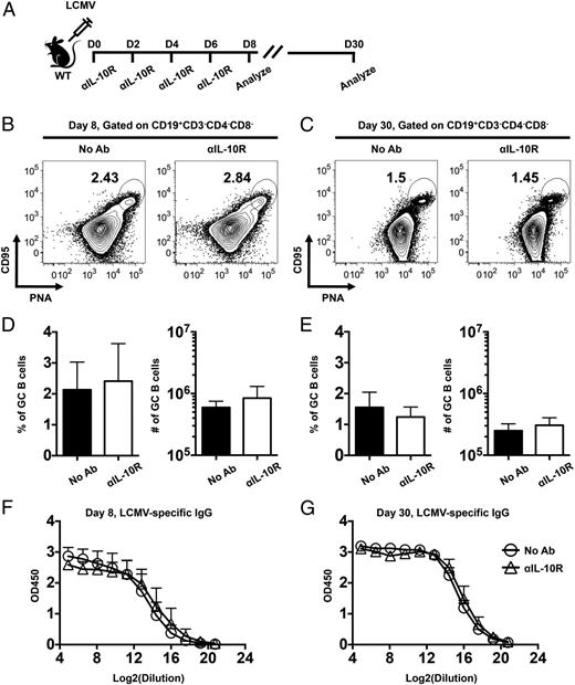 T cells provide protective immunity against infections by differentiating into effector cells that contribute to rapid pathogen control and by forming memory populations that survive over time and confer long-term protection. Thus, understanding the factors that regulate the development of effective T cell responses is beneficial for the design of vaccines and immune-based therapies against infectious diseases. Cytokines play important roles in shaping T cell responses, and IL-10 has been shown to modulate the differentiation of CD4 and CD8 T cells. In this study, we report that IL-10 functions in a cell-extrinsic manner early following acute lymphocytic choriomeningitis virus infection to suppress the magnitude of effector Th1 responses as well as the generation of memory CD4 and CD8 T cells. We further demonstrate that the blockade of IL-10 signaling during the priming phase refines the functional quality of memory CD4 and CD8 T cells. This inhibition strategy resulted in a lower frequency of virus-specific follicular Th (Tfh) cells and increased the Th1 to Tfh ratio. Nevertheless, neither germinal center B cells nor lymphocytic choriomeningitis virus–specific Ab levels were influenced by the blockade. Thus, our studies show that IL-10 influences the balance between Th1 and Tfh cell differentiation and negatively regulates the development of functionally mature memory T cells. /publications/il-10-paper/featured-image.jpg