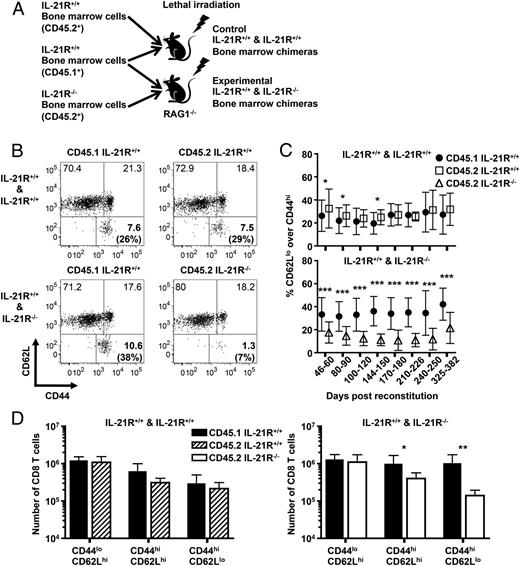 The activation of naive CD8 T cells typically results in the formation of effector cells (TE) as well as phenotypically distinct memory cells that are retained over time. Memory CD8 T cells can be further subdivided into central memory, effector memory (TEM), and tissue-resident memory (TRM) subsets, which cooperate to confer immunological protection. Using mixed bone marrow chimeras and adoptive transfer studies in which CD8 T cells either do or do not express IL-21R, we discovered that under homeostatic or lymphopenic conditions IL-21 acts directly on CD8 T cells to favor the accumulation of TE/TEM populations. The inability to perceive IL-21 signals under competitive conditions also resulted in lower levels of TRM phenotype cells and reduced expression of granzyme B in the small intestine. IL-21 differentially promoted the expression of the chemokine receptor CX3CR1 and the integrin α4β7 on CD8 T cells primed in vitro and on circulating CD8 T cells in the mixed bone marrow chimeras. The requirement for IL-21 to establish CD8 TE/TEM and TRM subsets was overcome by acute lymphocytic choriomeningitis virus infection; nevertheless, memory virus-specific CD8 T cells remained dependent on IL-21 for optimal accumulation in lymphopenic environments. Overall, this study reveals a context-dependent role for IL-21 in sustaining effector phenotype CD8 T cells and influencing their migratory properties, accumulation, and functions. /publications/il-21-paper/featured-image.jpg
