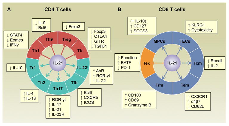 Accumulating studies demonstrate that IL-21 modulates the differentiation of various CD4 and CD8 T cell subsets and provide insights into the underlying cellular and molecular processes that are influenced by this cytokine. Intriguingly, the effects of IL-21 on T cells can be complex and vary depending on the experimental system used. We review our current understanding of the roles of IL-21 in the generation of phenotypically distinct CD4 and CD8 T cell populations and discuss the potential environmental cues, cellular factors, and molecular mediators that impact the actions of IL-21. We propose that IL-21 acts in a context-dependent manner to accentuate T cell subset development. /publications/il21-review/featured-image.jpg