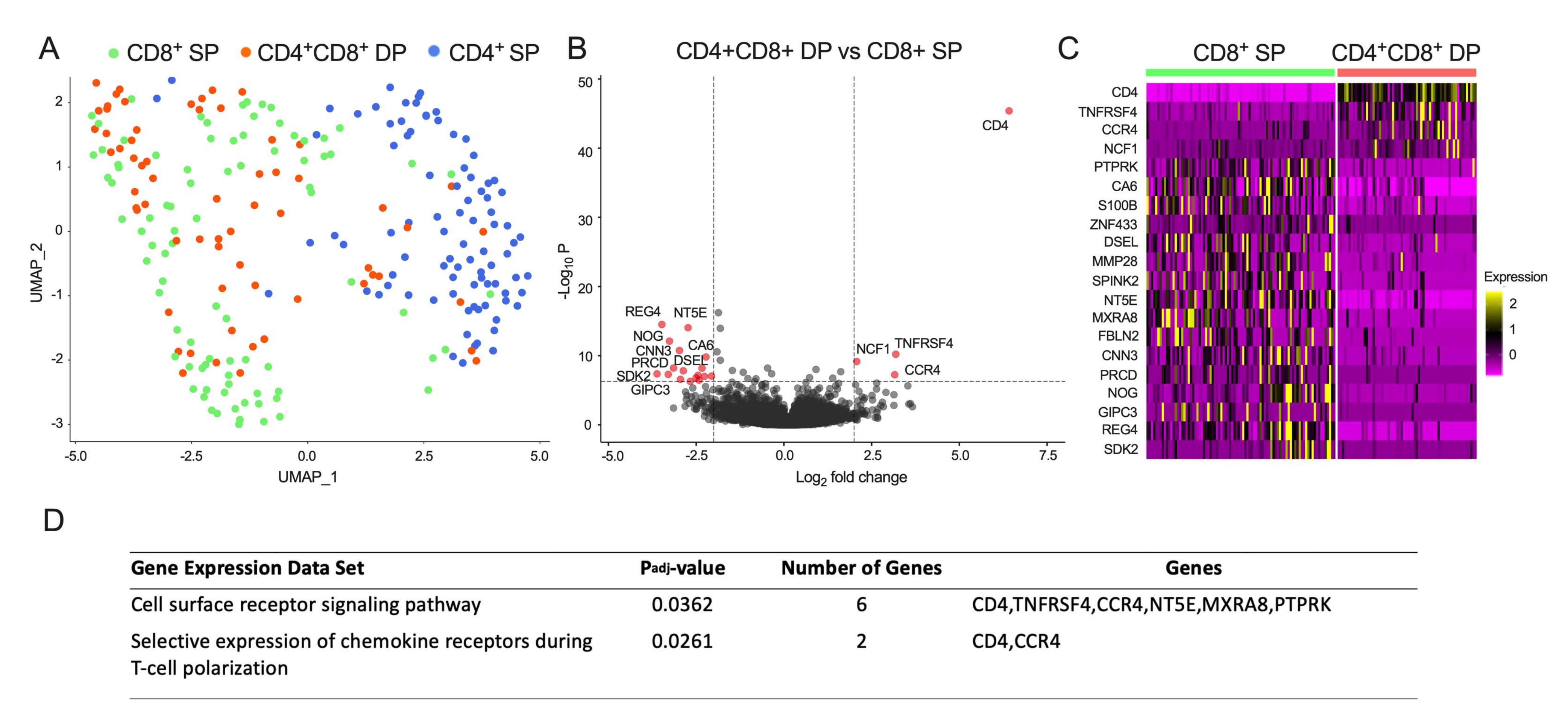 According to the WHO 2009 classification, dengue with warning signs is at the risk of developing severe form of dengue disease. One of the most important warning signs is plasma leakage, which can be a serious complication associated with higher morbidity and mortality. We report that the frequency of CD4+CD8+ double-positive (DP) T cells is significantly increased in patients at risk of developing plasma leakage. Transcriptomic analysis demonstrated that CD4+CD8+ DP cells were distinct from CD4+ Single Positive (SP) T cells but co-clustered with CD8+ SP cells, indicating a largely similar transcriptional profile. Twenty significant differentially expressed (DE) genes were identified between CD4+CD8+ DP and CD8+ SP cells. These genes encode OX40 and CCR4 proteins as well as other molecules associated with cell signaling on the cell surface (NT5E, MXRA8, and PTPRK). While comparing the profile of gene expression in CD4+CD8+ DP cells from patients with and without warning signs of plasma leakage, similar expression profile was observed, implying a role of CD4+CD8+ DP cells in plasma leakage through a quantitative increase rather than functional alteration. This study provided novel insight into the host immune response during the acute febrile phase of DENV infection and the role of CD4+CD8+ DP T cells in the pathogenesis of plasma leakage. /publications/leakage/featured-image.png