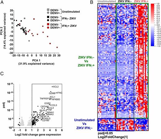 Zika virus (ZIKV) constitutes an increasing public health problem. Previous studies have shown that CD8+ T cells play an important role in ZIKV-specific protective immunity. We have previously defined antigenic targets of the ZIKV-specific CD8+ T cell response in humans. In this study, we characterized the quality and phenotypes of these responses by a combined use of flow cytometry and transcriptomic methods, using PBMCs from donors deriving from different geographical locations collected in the convalescent phase of infection. We show that ZIKV-specific CD8+ T cells are characterized by a polyfunctional IFN-γ signature with upregulation of TNF-α, TNF receptors, and related activation markers, such as CD69, as well as a cytotoxic signature characterized by strong upregulation of GZMB and CRTAM. The signature is stable and not influenced by previous dengue virus exposure, geographical location, or time of sample collection postinfection. To our knowledge, this work elucidates the first in-depth characterization of human CD8+ T cells responding to ZIKV infection. /publications/zika/featured-image.jpg